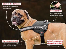 Bullmastiff Nylon Harness with Reflective Strap