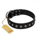 "Silver Flower" Exclusive FDT Artisan Black Leather Mastiff Collar with Silver-Like Studs