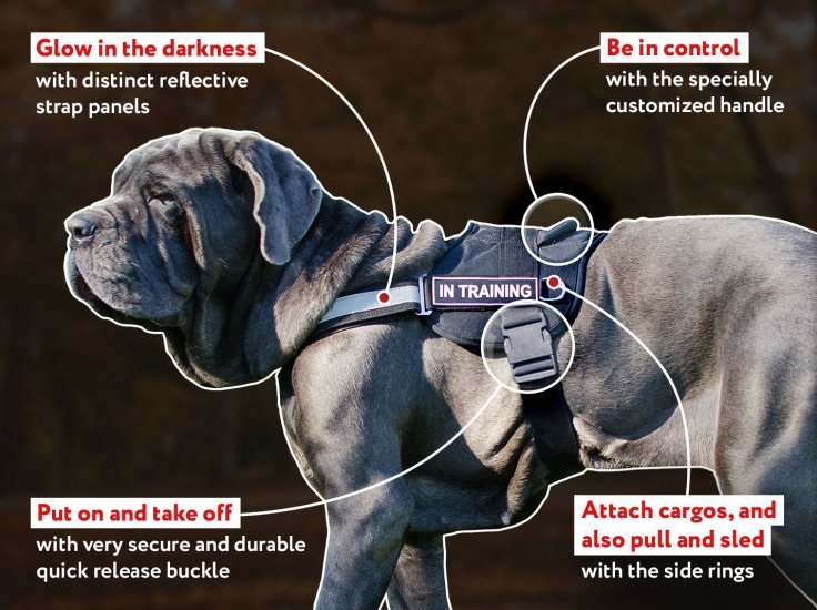 dog harness with side rings