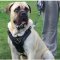 Exclusive Luxury Handcrafted Padded English Mastiff Dog Harness