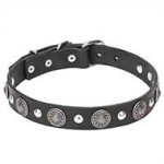 Mastiff Leather Dog Collar with Silver-Like Conchos and Half-Ball Studs