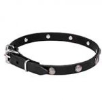 Mastiff Leather Dog Collar with Chrome Plated Round Studs