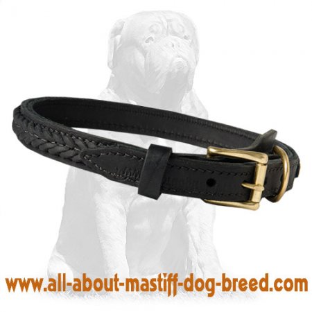 Inimitable braided leather Mastiff collar