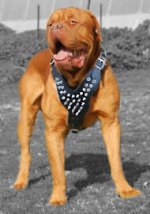 Unique Leather Spiked Leather Harness for French Mastiff