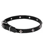 Mastiff Narrow Leather Dog Collar with Chrome Plated Studs