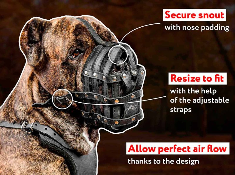 Comfy leather basket muzzle for Cane Corso