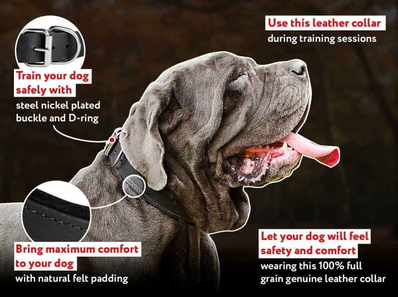 Padded Leather dog collar with thick felt for walking ,training