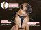 Tracking/Walking Leather Dog Harness for Mastiff