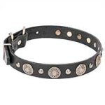 Mastiff Leather Dog Collar with Round Studs with Engravings