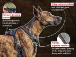 German Mastiff Leather Harness for Training and Walking