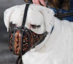 Hand-painted leather Argentinian Mastiff muzzle