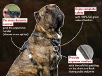 Cane Corso Leather Harness for Effective Training