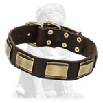 Designer Mastiff Collar with Plates