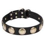 Mastiff Brass Studded Leather Dog Collar for Walking
