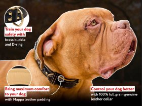 French Mastiff Leather Dog Collar - Elegant Handmade Collar