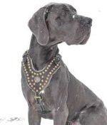 German Mastiff Leather Harness Studded