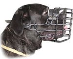 Winter Wire Cane Corso Mastiff Muzzle