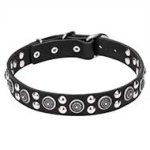 Mastiff Leather Dog Collar with Silver-like Circles and Round Studs
