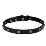 Mastiff Leather Dog Collar with Engraved Round Studs