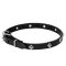 Mastiff Narrow Leather Dog Collar with Chrome Plated Studs