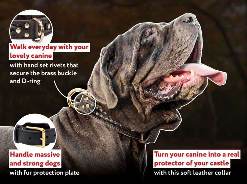 Handcrafted Leather Dog Collar