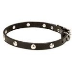 Mastiff Leather Dog Collar with Half-Ball Chrome Plated Studs