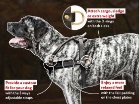 Mastiff Pulling/Tracking Leather Dog Harness