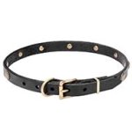 Mastiff Sunny Leather Dog Collar with Engraved Brass Studs