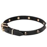 Mastiff Leather Dog Collar with 1 Row of Brass Plated Studs