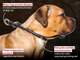 Rolled Choke Leather Collar for Mastiff