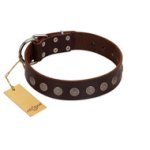 "Starry-Eyed" Best Quality FDT Artisan Brown Designer Leather Mastiff Collar with Small Plates