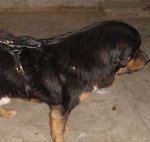 Tibetan Mastiff Leather Harness for Agitation Training