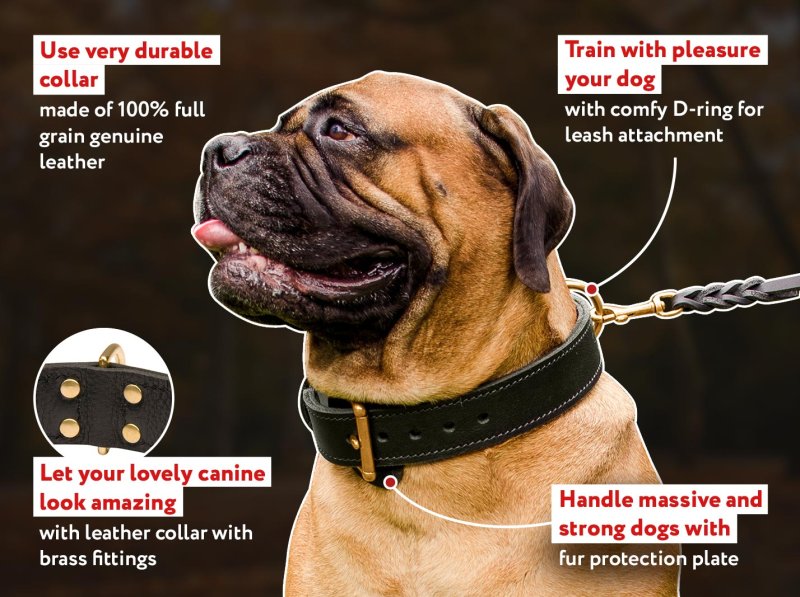 Custom mastiff collars sales