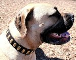 Mastiffs Leather Dog Collar -Gorgeous Wide Collar With Plates