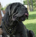 Neapolitan Mastiff Leather Harness Studded