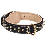 Posh leather collar with golden Spikes for Mastiff