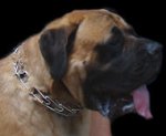 Mastiff Big Prong Collar with Swivel - Chrome Plated 1/11 inch (2.25mm)