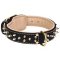 Posh leather collar with golden Spikes for Mastiff