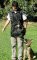 Nylon Dog Trainer Vest for Training your Mastiff