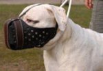 Training Leather Argentinian Mastiff Muzzle