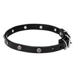 Mastiff Leather Dog Collar with Chrome Plated Engraved Studs