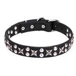 Mastiff Leather Dog Collar with Chrome Plated Fittings