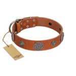"Foxy Nature" FDT Artisan Tan Leather Mastiff Collar with Chrome Plated Brooches