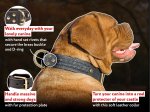 Handcrafted Leather French Mastiff Collar