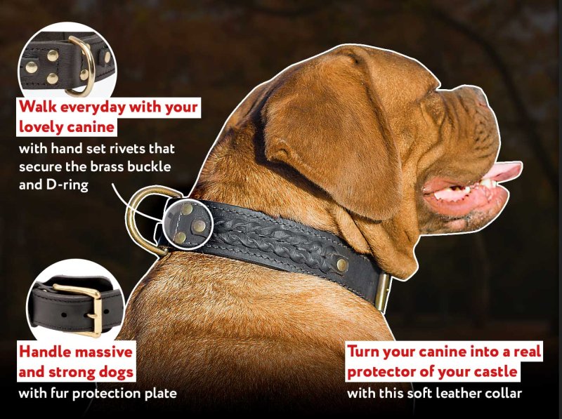 Handcrafted Leather French Mastiff Collar