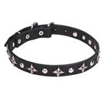 Mastiff Leather Dog Collar with Chrome Plated Stars and Studs