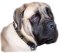 Best Leather Dog Collar for Big Breeds like MASTIFF