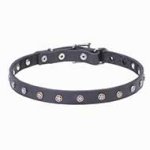 Mastiff Star Studded Leather Dog Collar