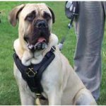 Exclusive Luxury Handcrafted Padded English Mastiff Dog Harness
