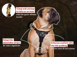 Tracking/Walking Leather Dog Harness for Mastiff